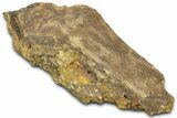 Fossil Dinosaur Bone Section - Wyoming #370983-1